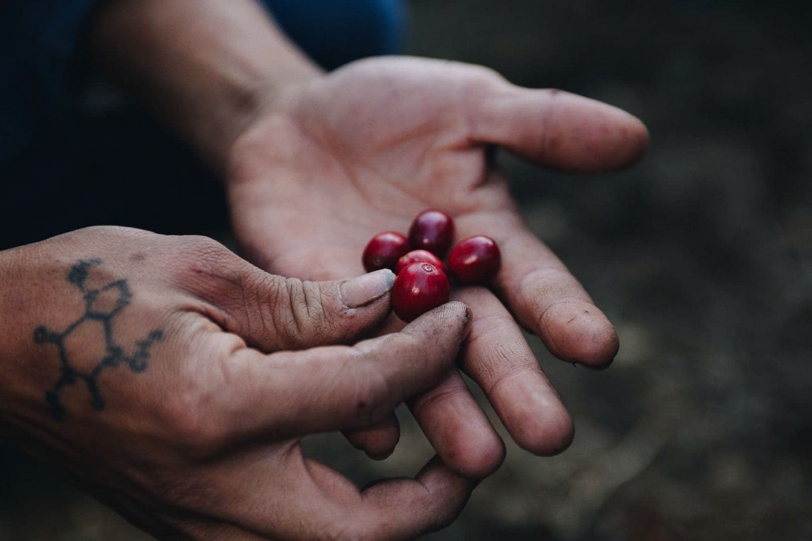 Freshly picked coffee cherries held in two hands